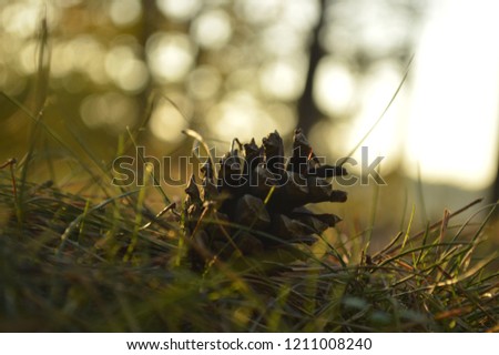 Pine cones sunset autumn