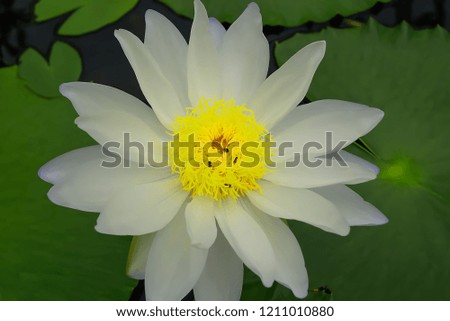 The lotus is sunlight in the morning, so clearly visible pollen.