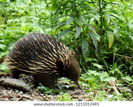 Echidnas, (sometimes known as spiny anteaters) foraging for ants in a forest in Australia
