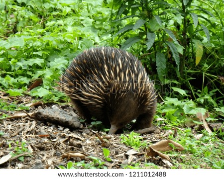 Echidnas, (sometimes known as spiny anteaters) foraging for ants in a forest in Australia