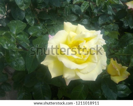 Yellow rose with green leaves, closeup, macro