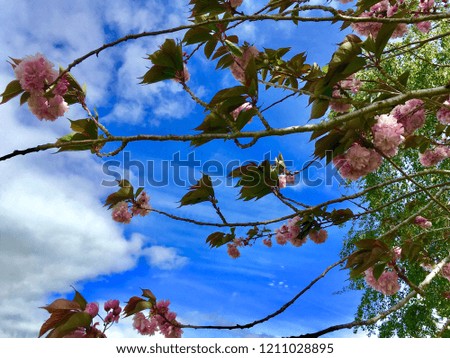 Realistic background of pretty pink cherry blossom Sakura trees and their leaves blooming, in the day of the bright summer sun. The background is a blue and cloudy sky.