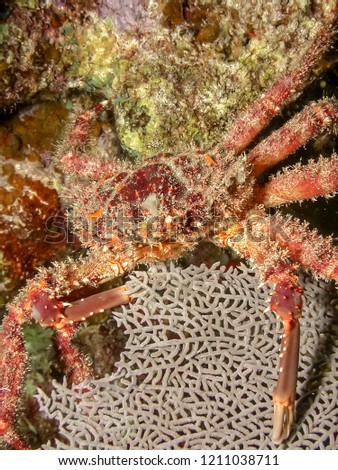 Mithrax spinosissimus, cannel cliinging crab at night on coral reef
