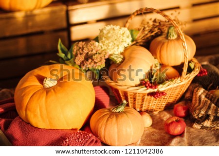 Horizontal picture with lots of orange pumpkins and white flowers near in the basket.