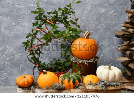 An autumn composition: five ornamental pumpkins and moss on a piece of wood, an orange pumpkin and moss on another piece of wood and of an ivy, on a background of a gray surface a wooden element