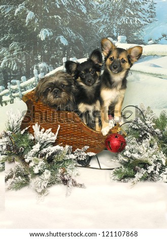 Three little dogs sit together in a wooden sleigh against a winter background.