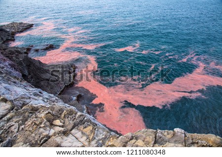 Red tide flowing to the coast of Yamaguchi prefecture in Japan Royalty-Free Stock Photo #1211080348