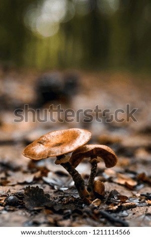 Green and white mushroom in the grass. Mushroom growing in the Autumn Forest near old log. Mushroom photo, forest photo. Group of beautiful mushrooms in the moss on a log.