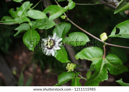 Passionfruit blooming with green leaves, natural herbs prevent disease.