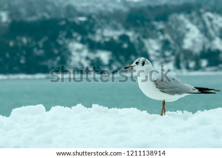 single seagull on snowy ground. blurred background