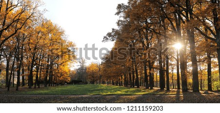 Indian summer in park