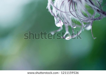faded Clematis flower after rain - macro