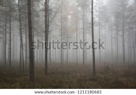 tree silhouettes on a misty morning in forrest Royalty-Free Stock Photo #1211180683