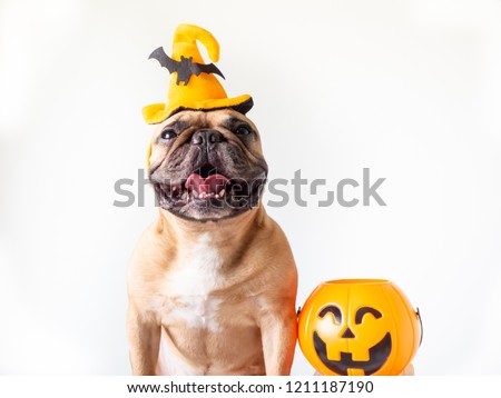 Fawn french bulldog wearing hat headband Halloween sitting on white wall background with a plastic pumpkin beside him, pet costume for happy Halloween day. Royalty-Free Stock Photo #1211187190