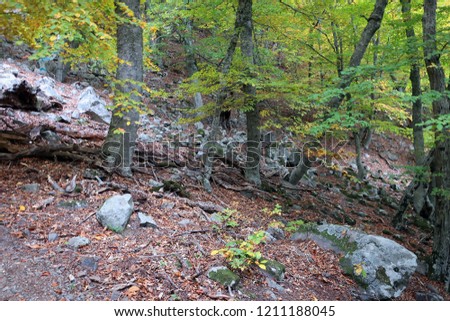 Scenic autumn forest of Crimean mountains, Russia