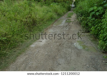Dirt road with walls of green leaves, surrounded by beautiful nature, concept of peaceful road.