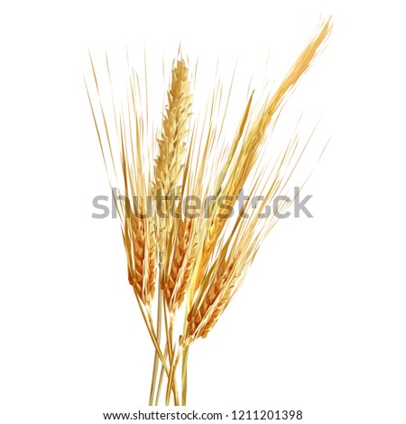 Yellow ripe spikelets and grains composition on white background. Delicious pastry. Elements for label design. Vector illustration. Cereals ingredients in triangulation technique. Cereals low poly. 