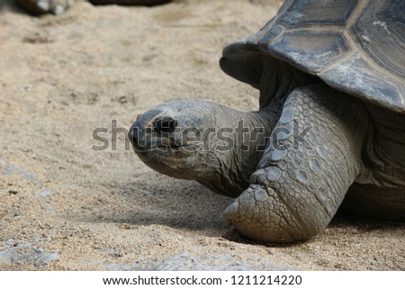 face of the turtle