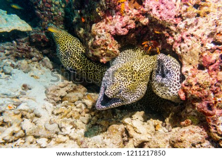 Leopard Moray eels nest on the coral reef of Maldives.