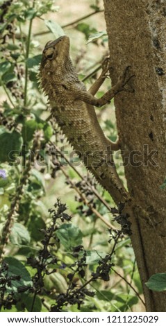 large green lizard clinging to a tree trunk in the rainforest