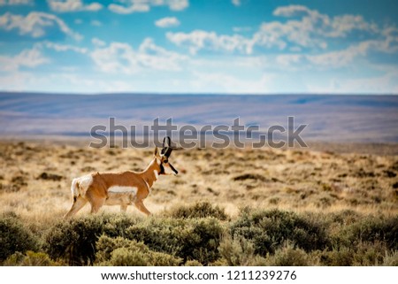 A pronghorn antelope crosses the Red Desert in southern Wyoming. Royalty-Free Stock Photo #1211239276