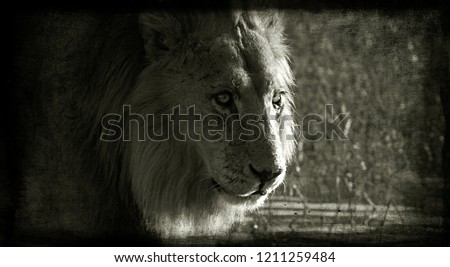 Picture of lion in vintage style, grunge background