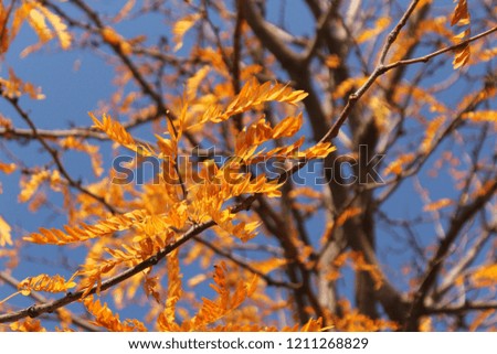 Golden leaves in the autumn