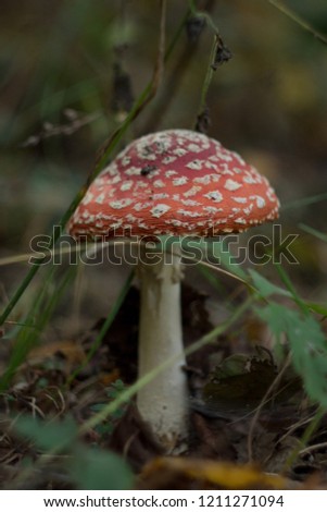 large red forest fly agaric among leaves and grass