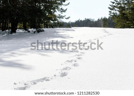 Foot prints in the snow shown in forest. winter background
