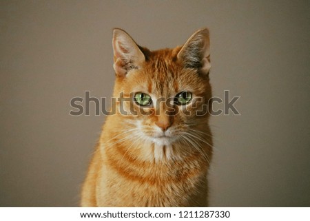 Orange Tiger Cat- Straight On
