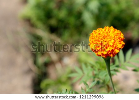 Amazing nature green background with Yellow flower of Tagetes erecta, Mexican marigold, Aztec/ African marigold. colorful Greeting Card for Mothers Day, Birthday, March 8. Horizontal Image, Copy Space