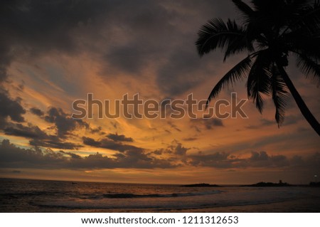 Palm tree at sunset sky at the sea 