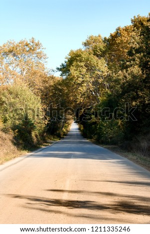 Asphalt road between trees and greens. Dramatic image
