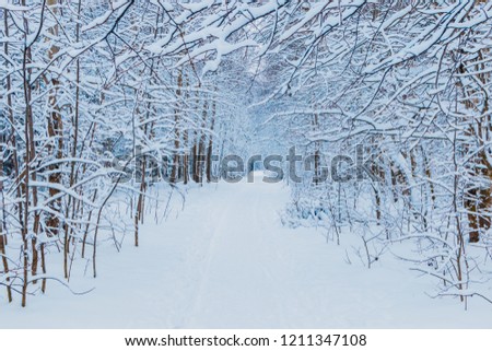 Winter forest with snow and hoarfrost on trees