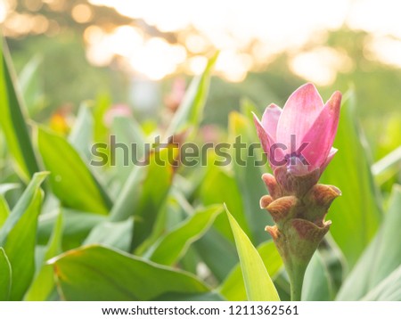 Krachai flower,siam tulip with a light in the morning on soft focus