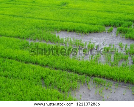Fresh green rice in the field in the concept of agriculture, food