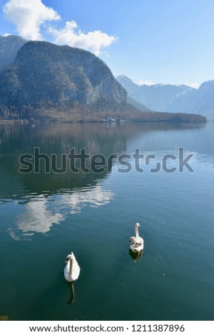 Duck floating in the lake among the mountains and the sky reflected in the water.