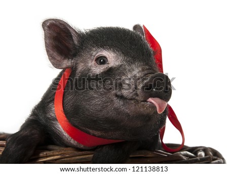 a cute little black pig sitting in a basket