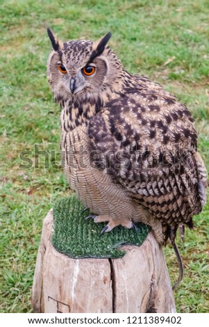 Bubo bubo. Royal Owl for falconry on wooden bench.
