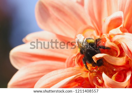 Horizontal high contrast close-up image in full length of a bumblebee in the bright coral pink dahlia flower on a warm sunny day