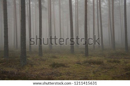 tree silhuoettes on a misty morning in forrest Royalty-Free Stock Photo #1211415631