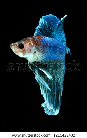 blue betta fish or cupang halfmoon