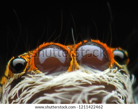 Super macro image of Jumping spider (Salticidae, Hyllus diardi female), at 9x magnification, Good sharpen and detailed, eye very clear.