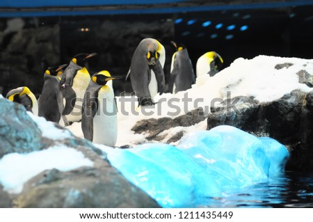 penguins in antarctica, digital photo picture as a background