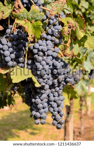 grapes on the vine, digital photo picture as a background