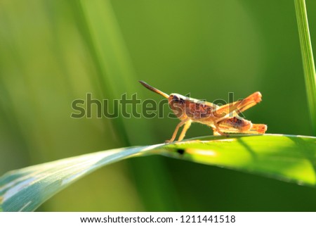 Grasshopper on a green leaf