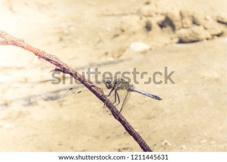 dragonfly sits on a dry thin branch against a sandy beach