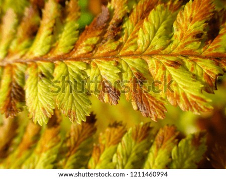 Natural patterns and textures of fern plant. Macro photo