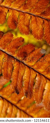 Natural patterns and textures of fern plant. Macro photo