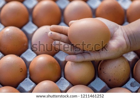 Egg on the palm of the child. Below is a paper egg tray to prepare to sell. It is a large egg that comes from the chicken farm of the farmer. Picture is selective focus style.